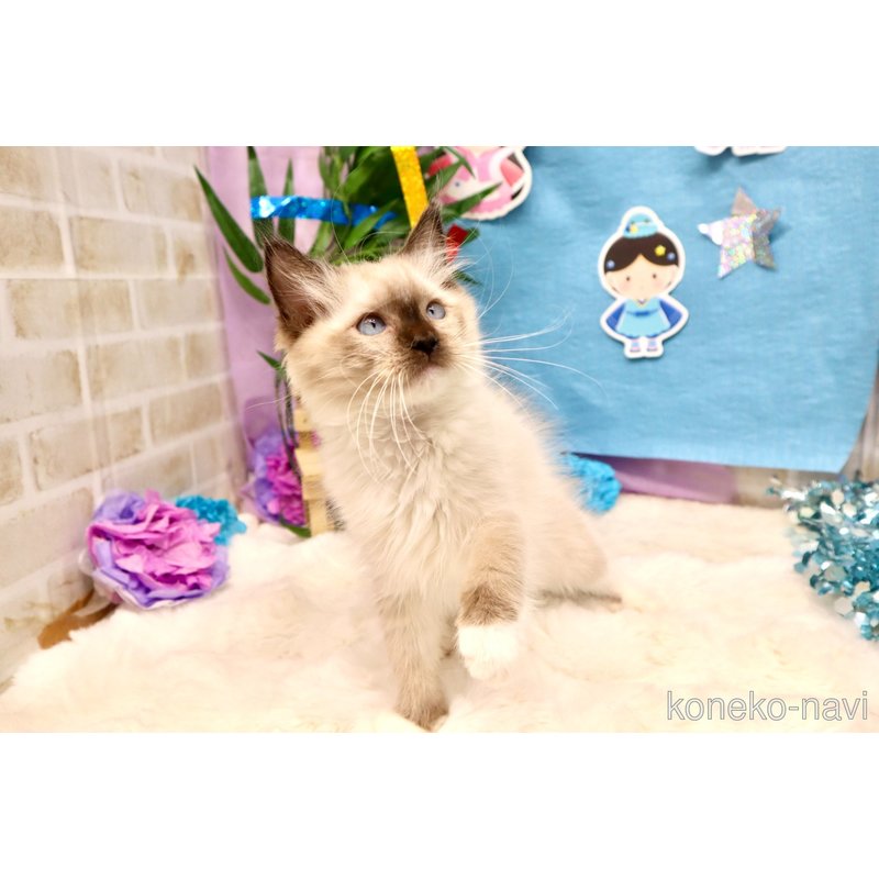 販売中の東京都のラグドール-122014の9枚目