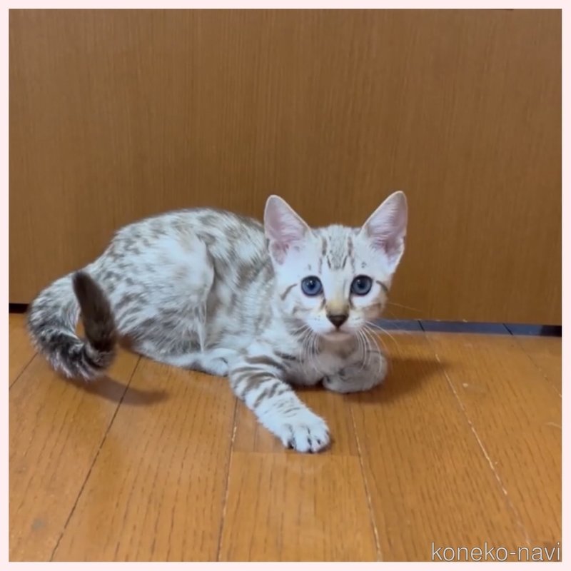 販売中の群馬県のベンガル-120596
