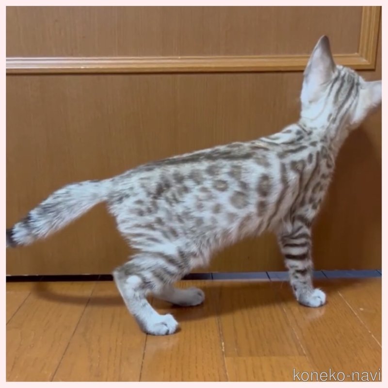 販売中の群馬県のベンガル-120596の6枚目