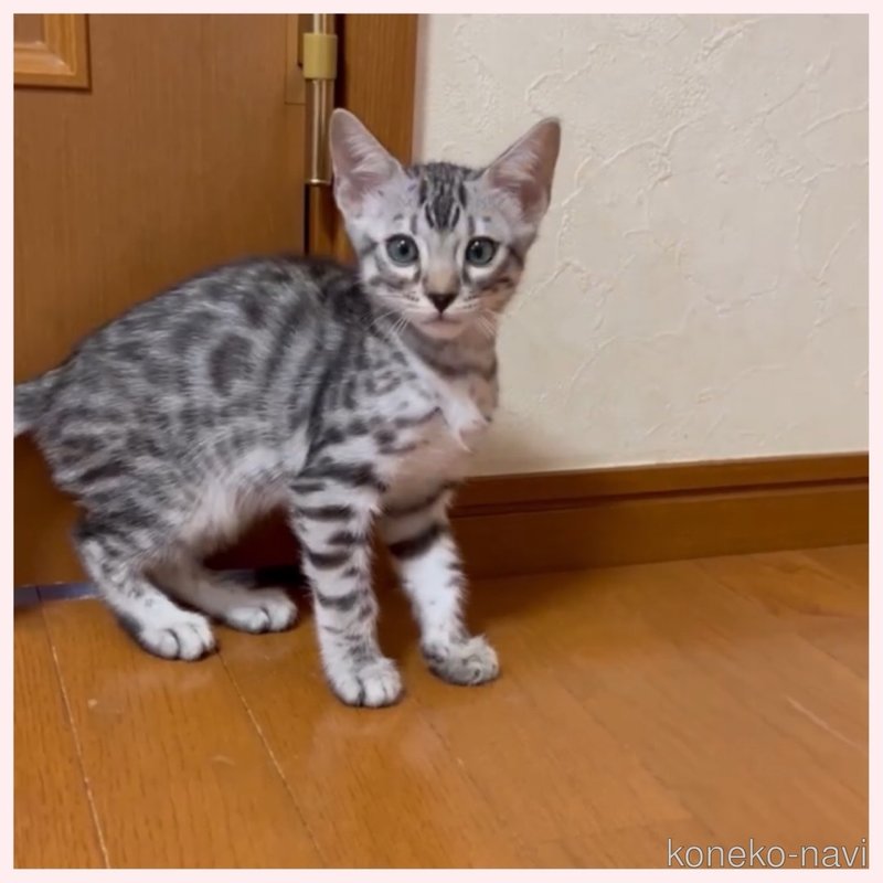 販売中の群馬県のベンガル-120599