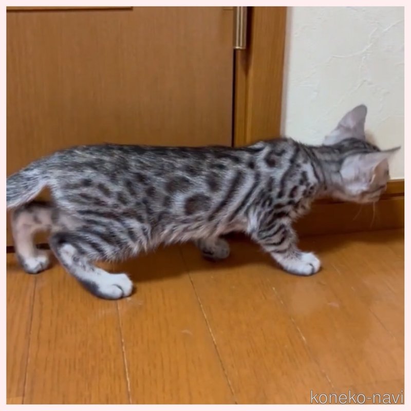 販売中の群馬県のベンガル-120599の6枚目