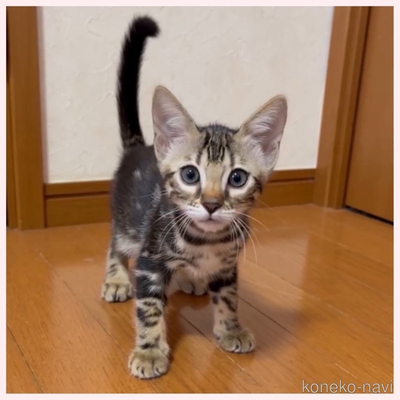 販売中の群馬県のベンガル-120598