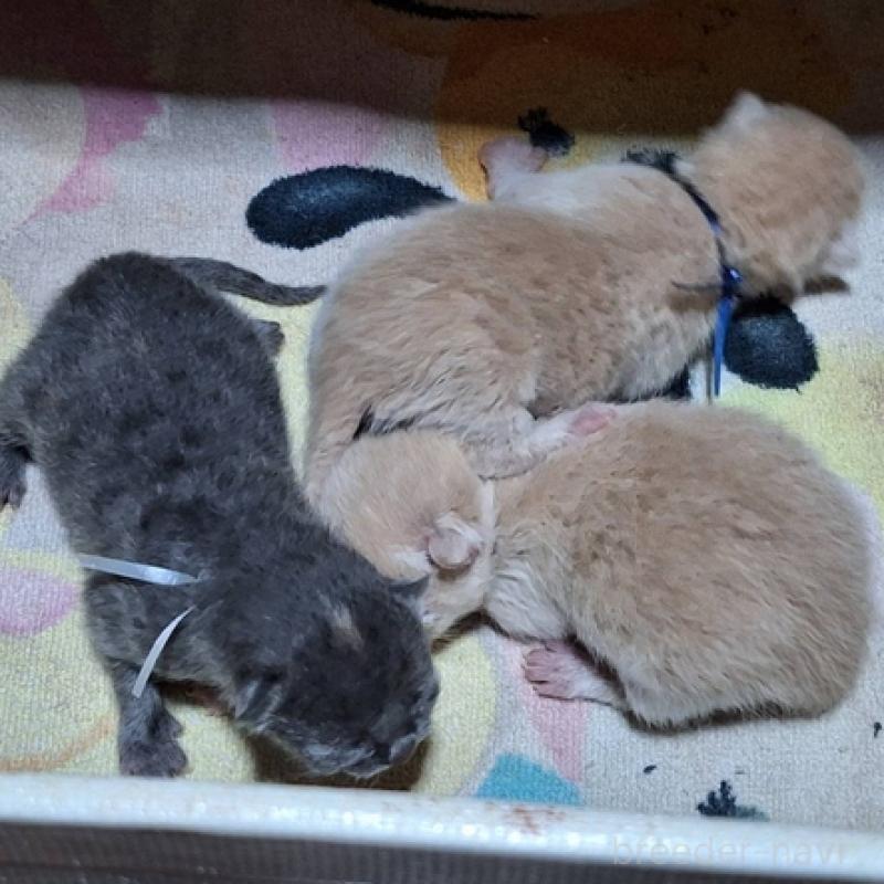 販売中の北海道のブリティッシュショートヘア-123532の4枚目