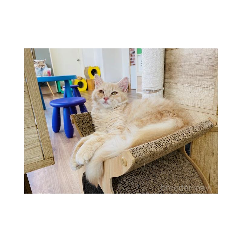 販売中の埼玉県のスコティッシュフォールド-123536の2枚目