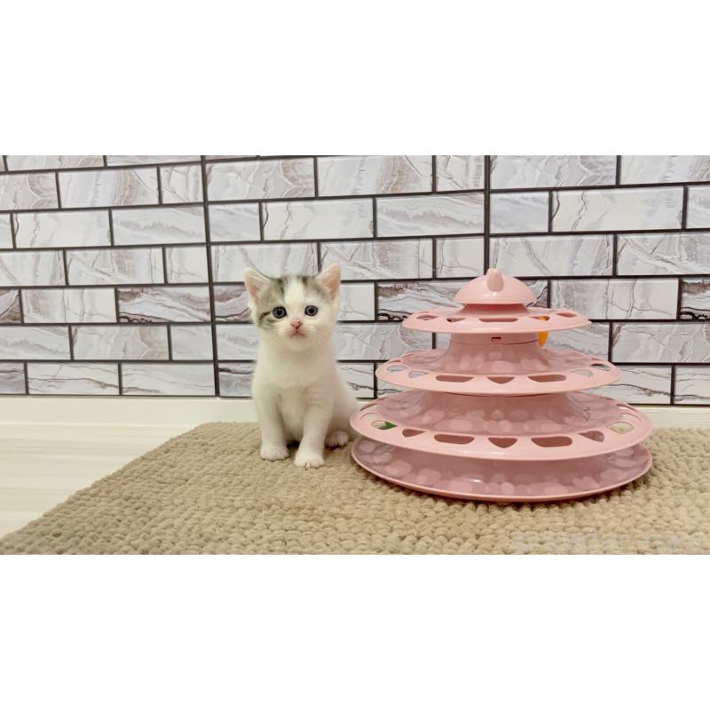 販売中の福岡県のマンチカン-123539の10枚目