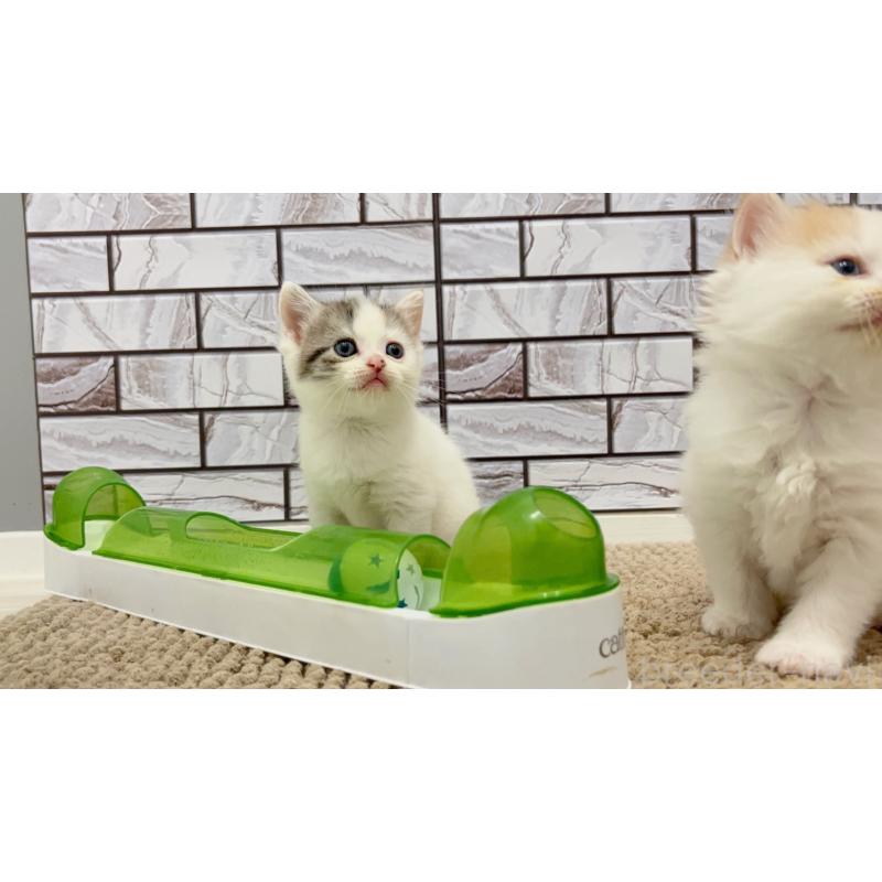販売中の福岡県のマンチカン-123539の6枚目