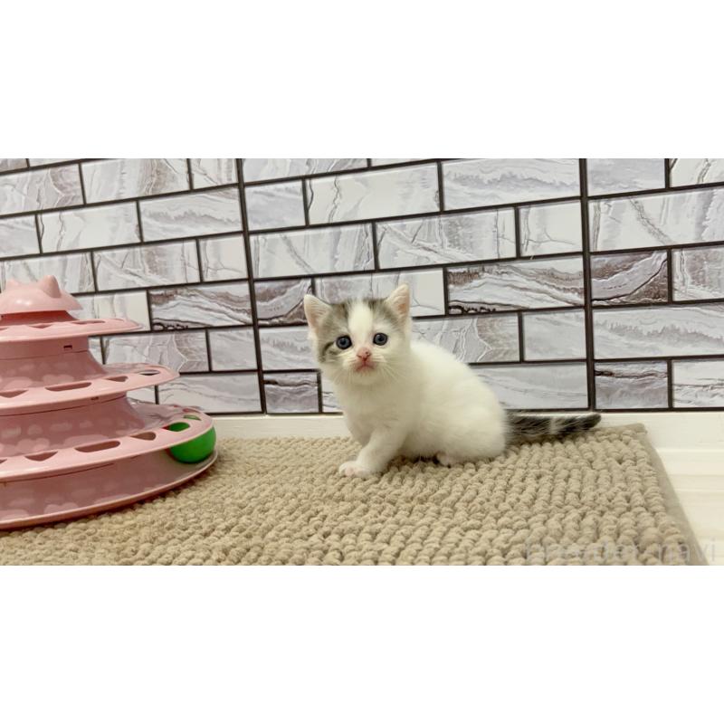 販売中の福岡県のマンチカン-123539の5枚目