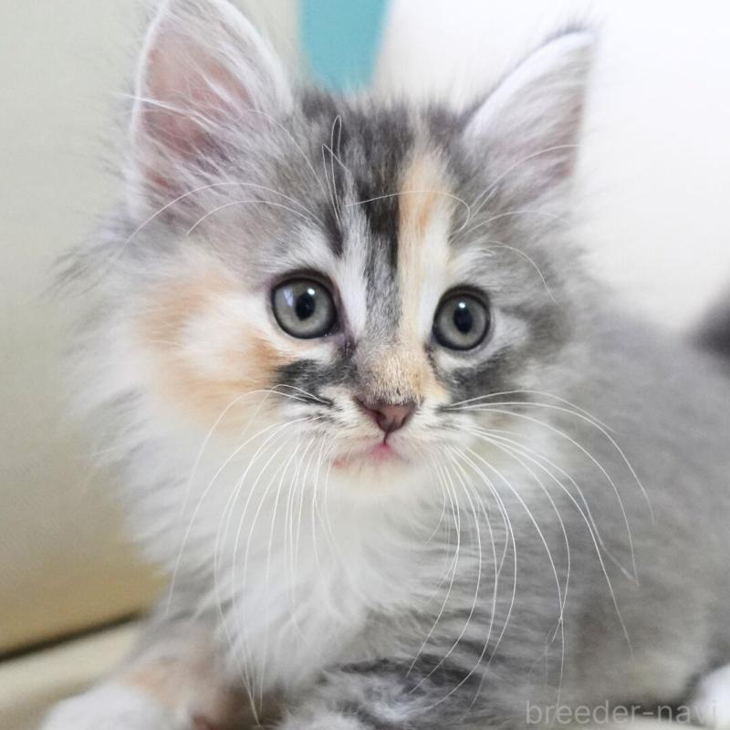 販売中の神奈川県のノルウェージャンフォレストキャット-123549の2枚目