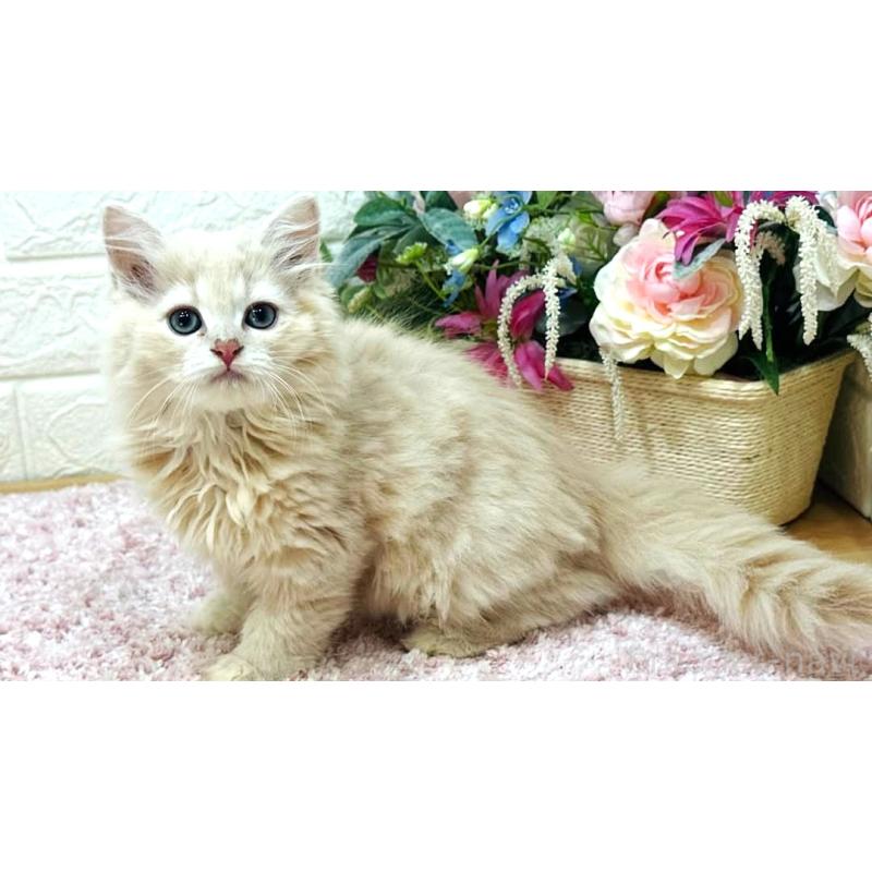 販売中の東京都のラガマフィン-123553の6枚目