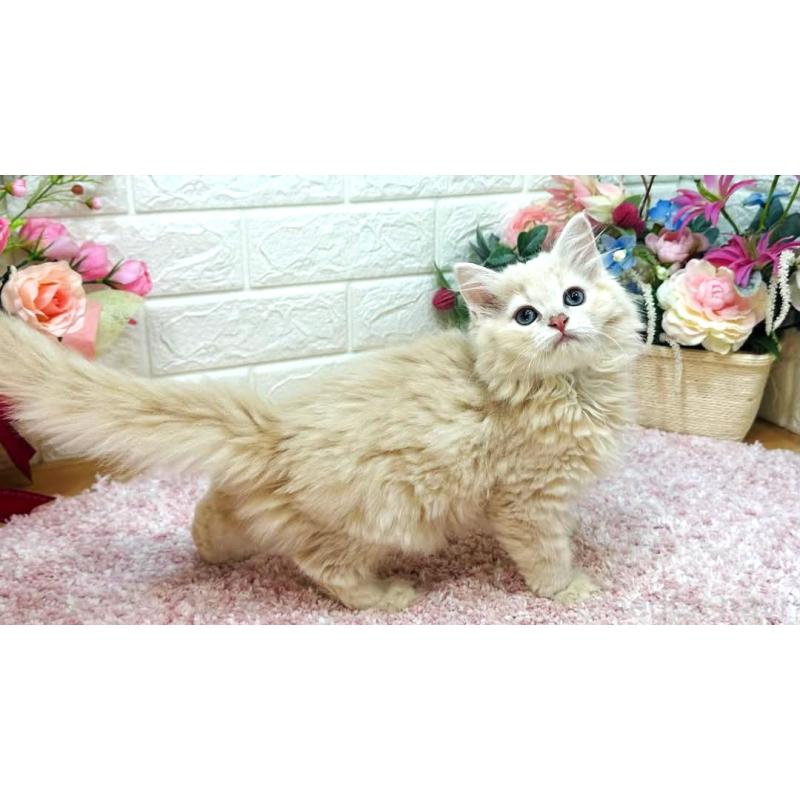 販売中の東京都のラガマフィン-123553の5枚目