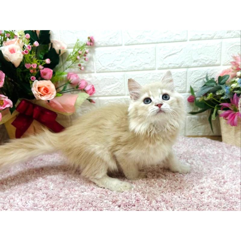 販売中の東京都のラガマフィン-123554の5枚目