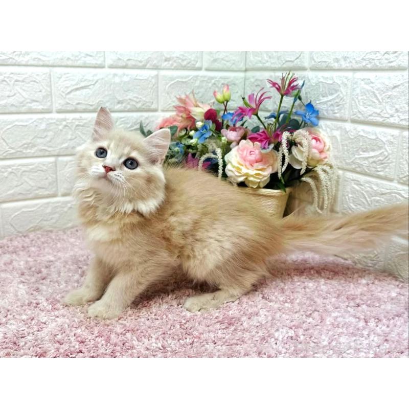 販売中の東京都のラガマフィン-123554の4枚目