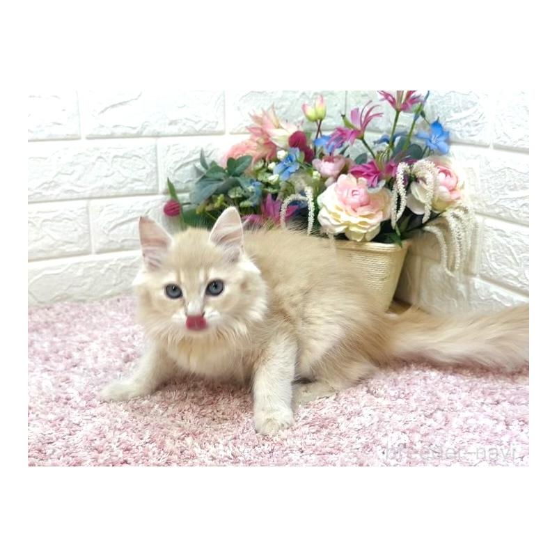 販売中の東京都のラガマフィン-123554の2枚目