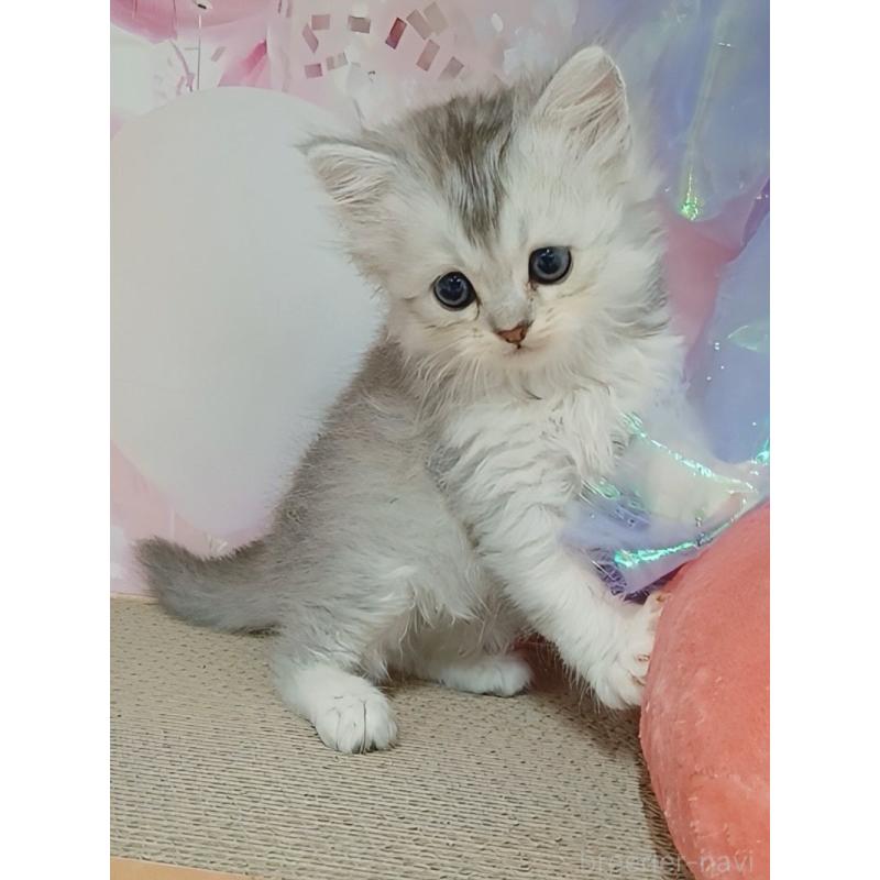 販売中の千葉県のマンチカン-123555の3枚目