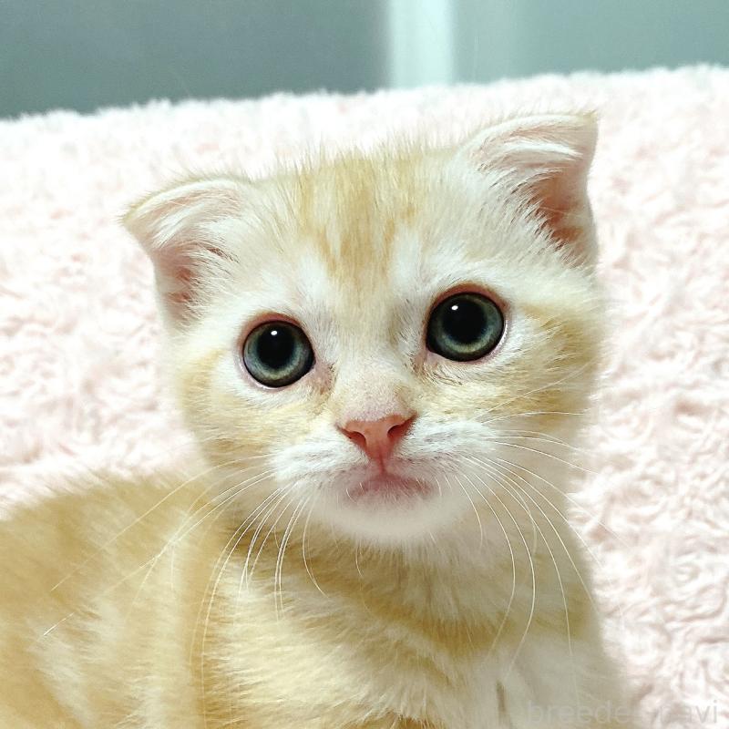 成約済の群馬県のスコティッシュフォールド-122290の1枚目