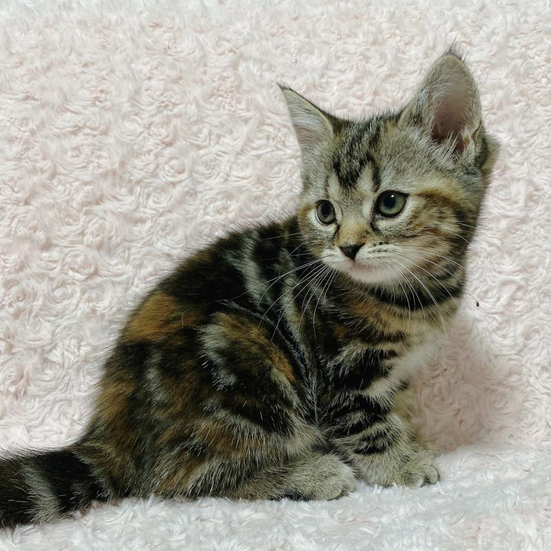成約済の群馬県のスコティッシュフォールド-122292の2枚目