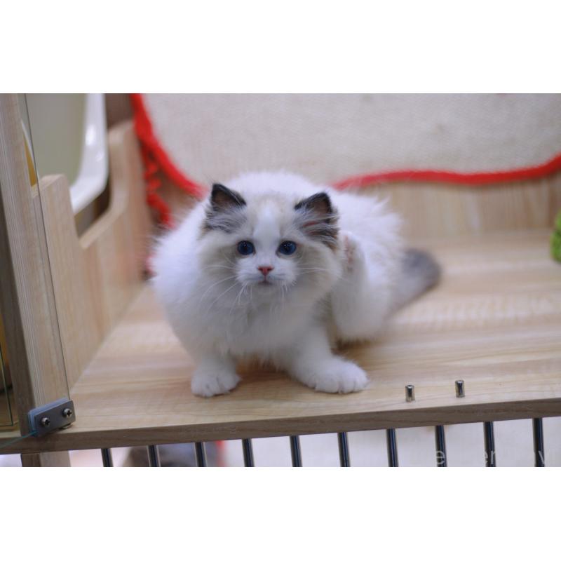 販売中の大阪府のラグドール-116673の3枚目
