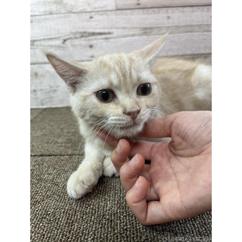 成約済の兵庫県のマンチカン-121839の7枚目