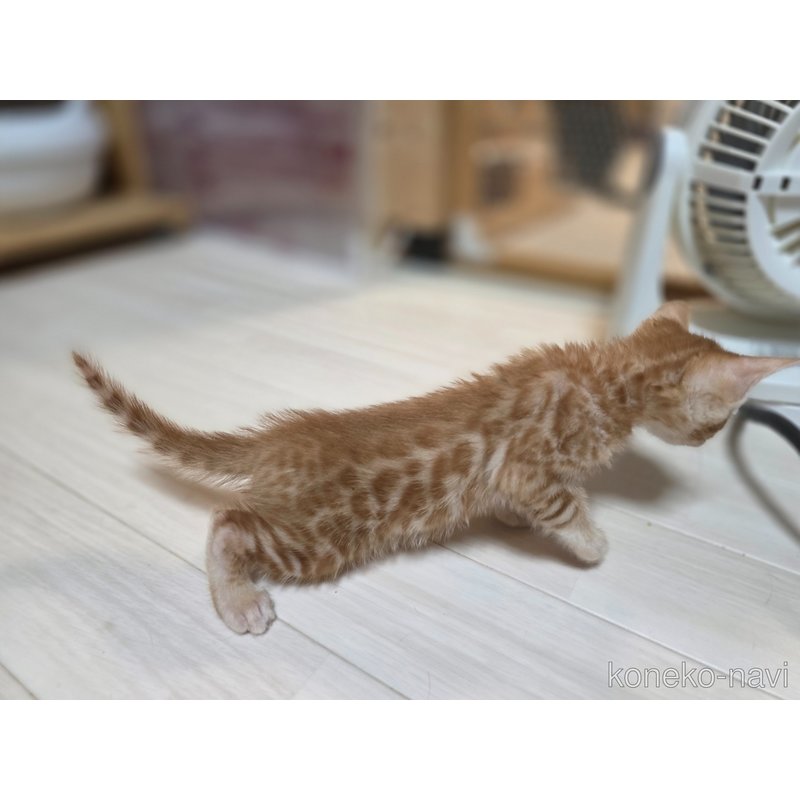 販売中の神奈川県のベンガル-123497の2枚目