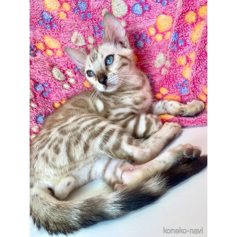 成約済の東京都のベンガル-117354の12枚目