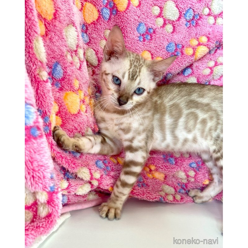 成約済の東京都のベンガル-117354の11枚目