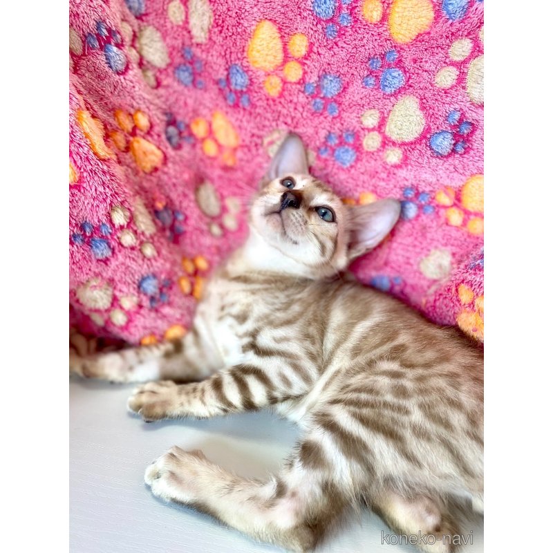 成約済の東京都のベンガル-117354の10枚目