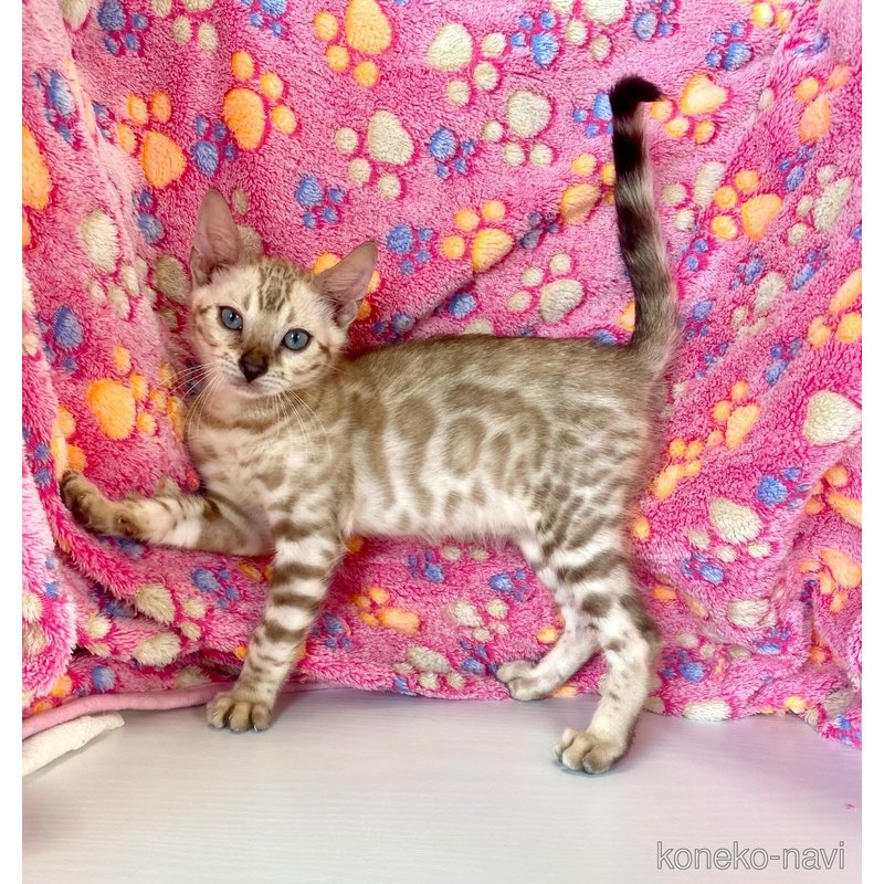 成約済の東京都のベンガル-117354の1枚目