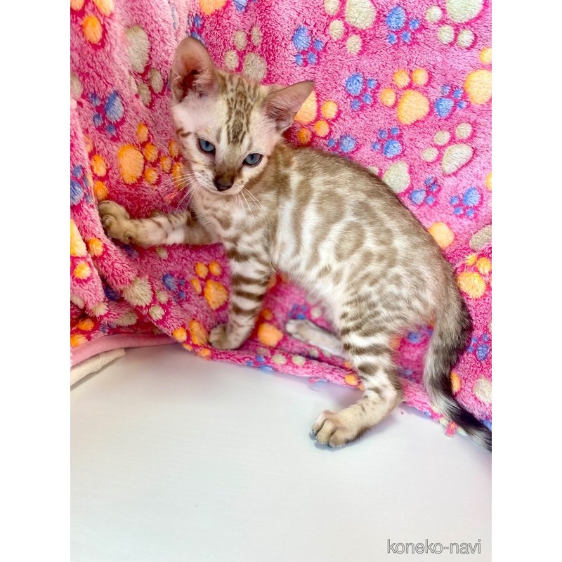 成約済の東京都のベンガル-117354の9枚目