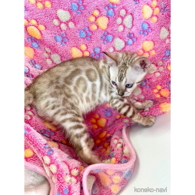 成約済の東京都のベンガル-117354の7枚目