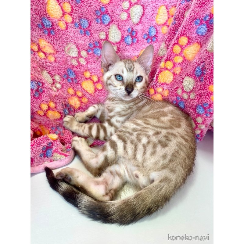 成約済の東京都のベンガル-117354の8枚目