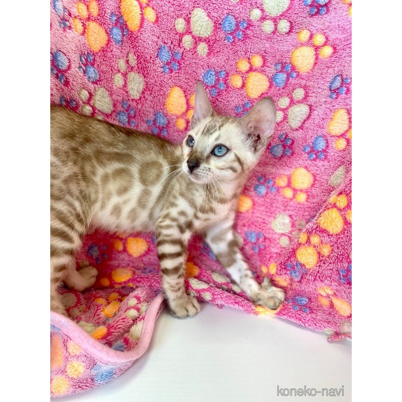 成約済の東京都のベンガル-117354の6枚目