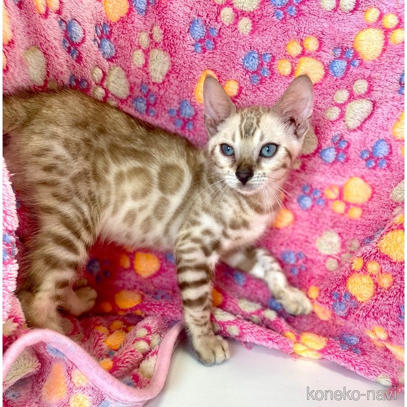 成約済の東京都のベンガル-117354の5枚目