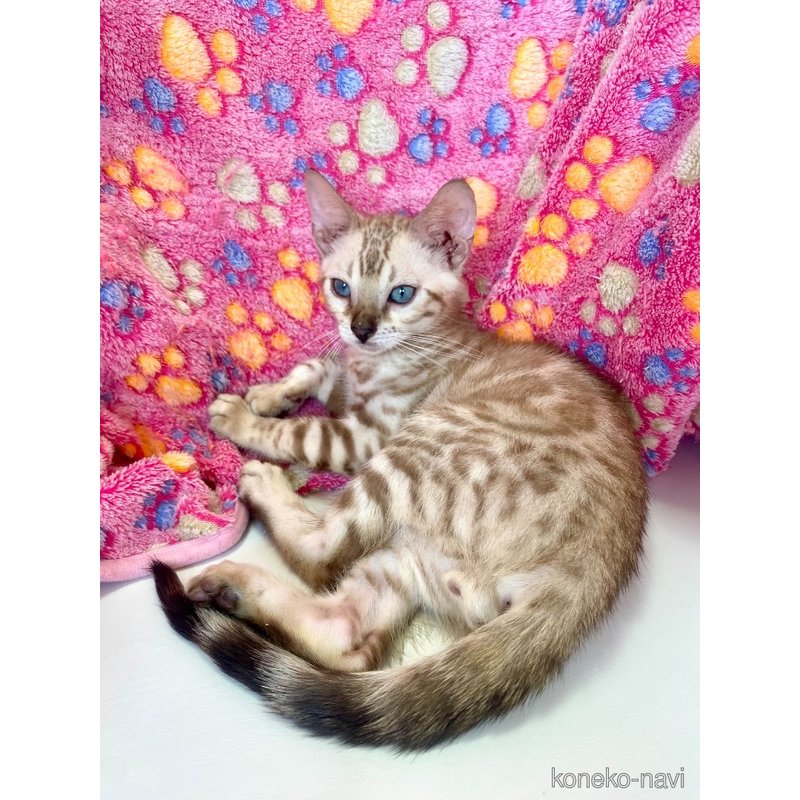 成約済の東京都のベンガル-117354の4枚目