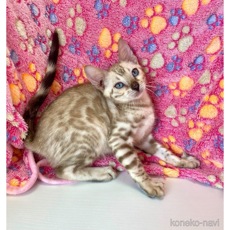 成約済の東京都のベンガル-117354の3枚目