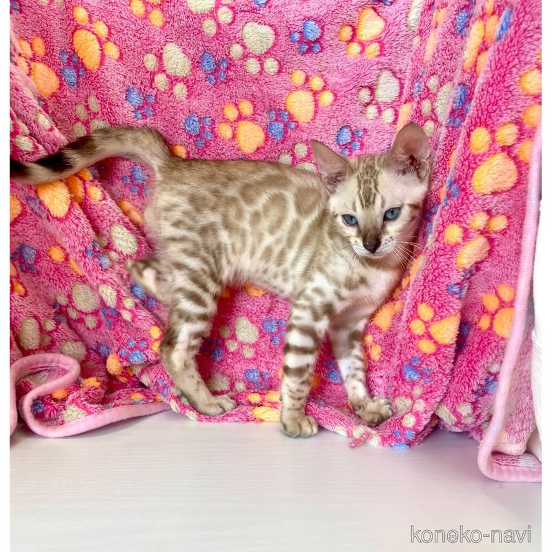 成約済の東京都のベンガル-117354の2枚目