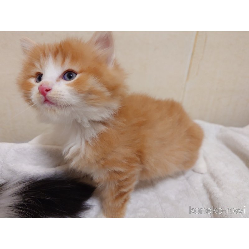 販売中の埼玉県のノルウェージャンフォレストキャット-122996の7枚目