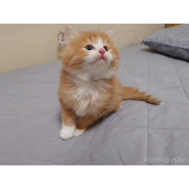 販売中の埼玉県のノルウェージャンフォレストキャット-122996の3枚目