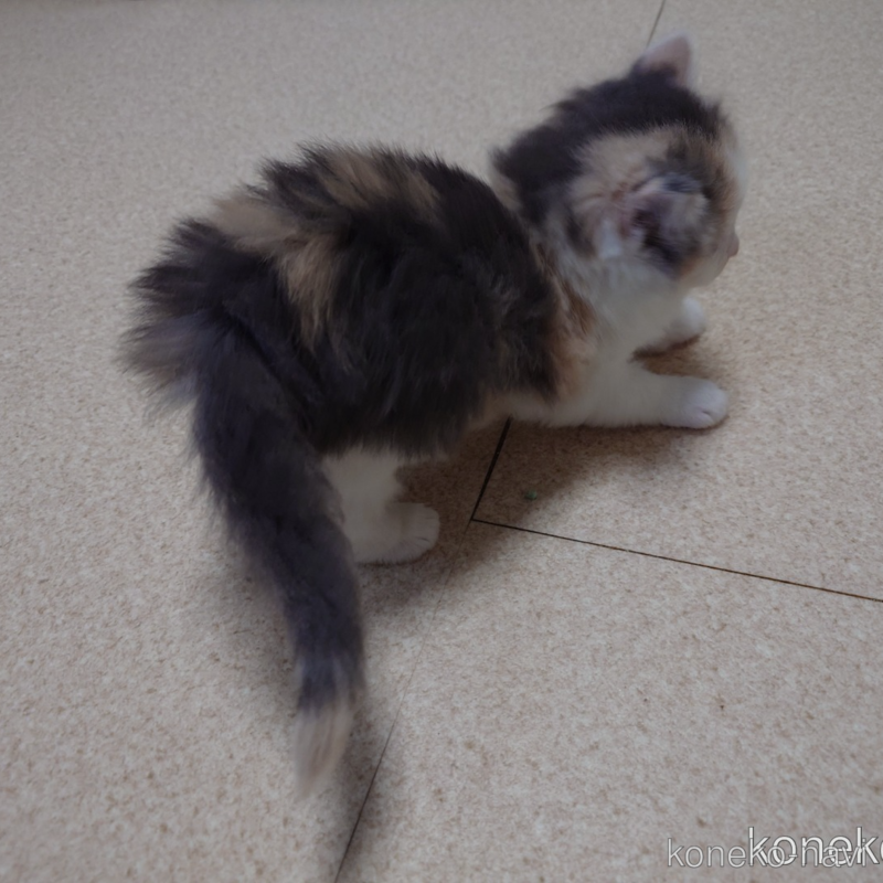 販売中の埼玉県のノルウェージャンフォレストキャット-122995の3枚目