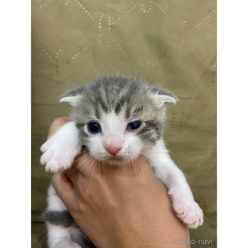 販売中の福岡県のスコティッシュフォールド-123508