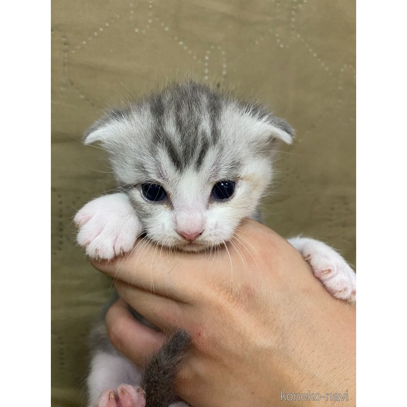 販売中の福岡県のスコティッシュフォールド-123512