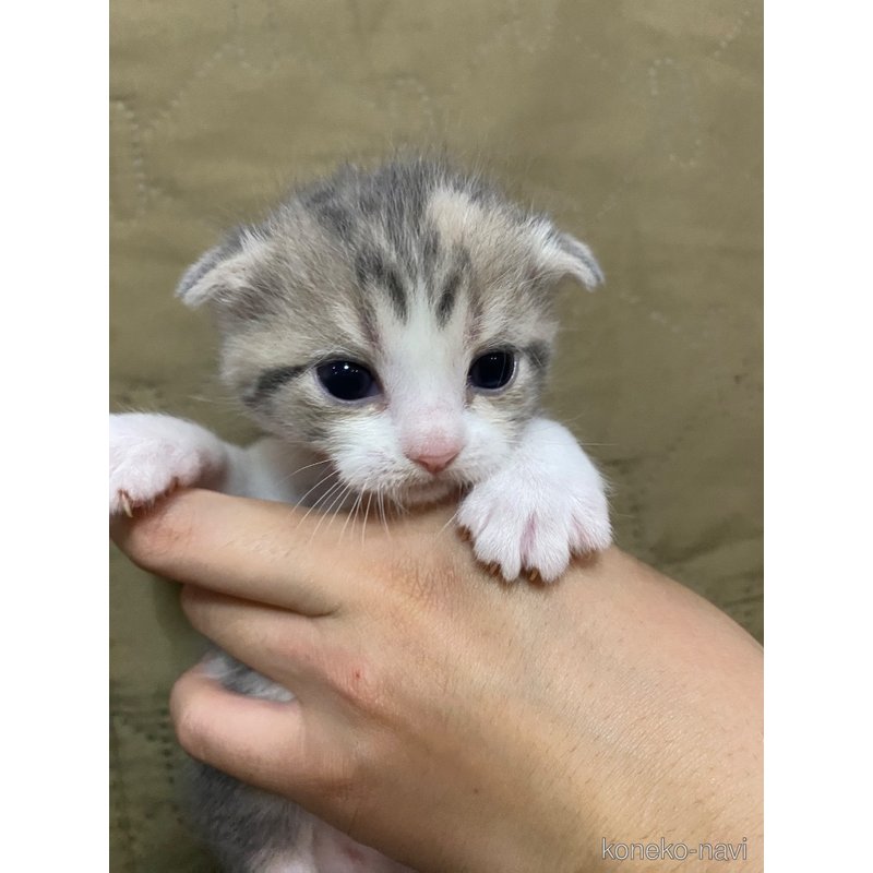 販売中の福岡県のスコティッシュフォールド-123514
