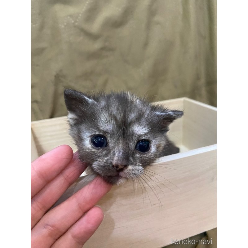 販売中の福岡県のアメリカンショートヘア-123330