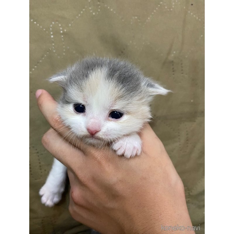 販売中ののスコティッシュフォールド-123337
