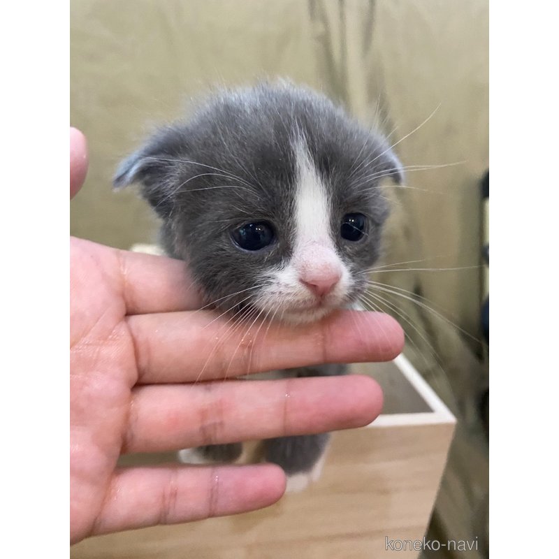 商談中の福岡県のスコティッシュフォールド-123324の2枚目