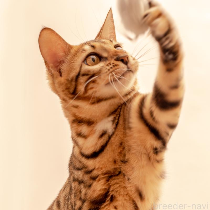 ミロちゃん1枚目