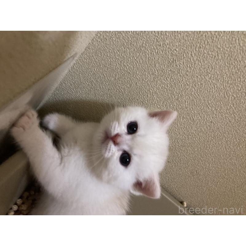 販売中の三重県のブリティッシュショートヘア-123595の7枚目
