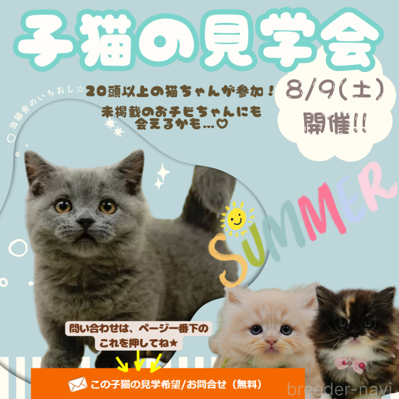 販売中の神奈川県のマンチカン-123243の3枚目