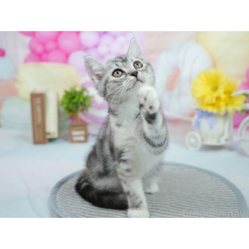 販売中の茨城県のマンチカン-123600の5枚目