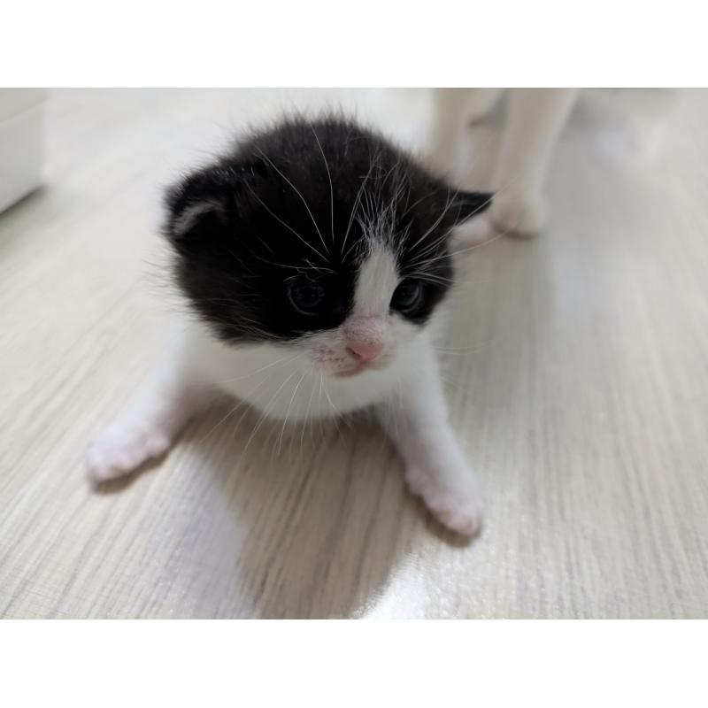 販売中の栃木県のマンチカン-123602の3枚目
