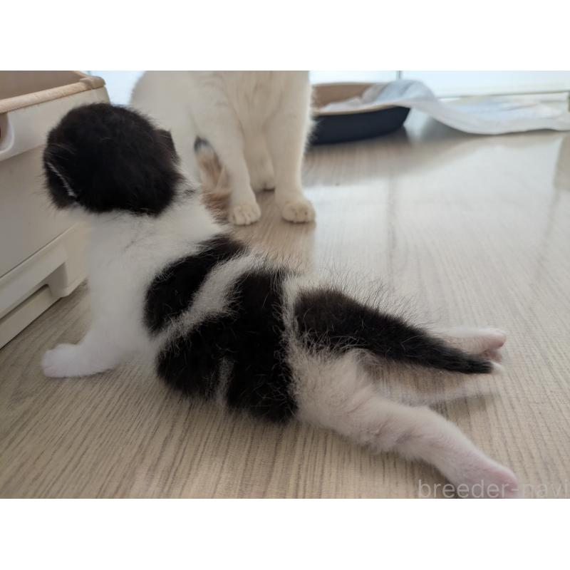 販売中の栃木県のマンチカン-123602の2枚目